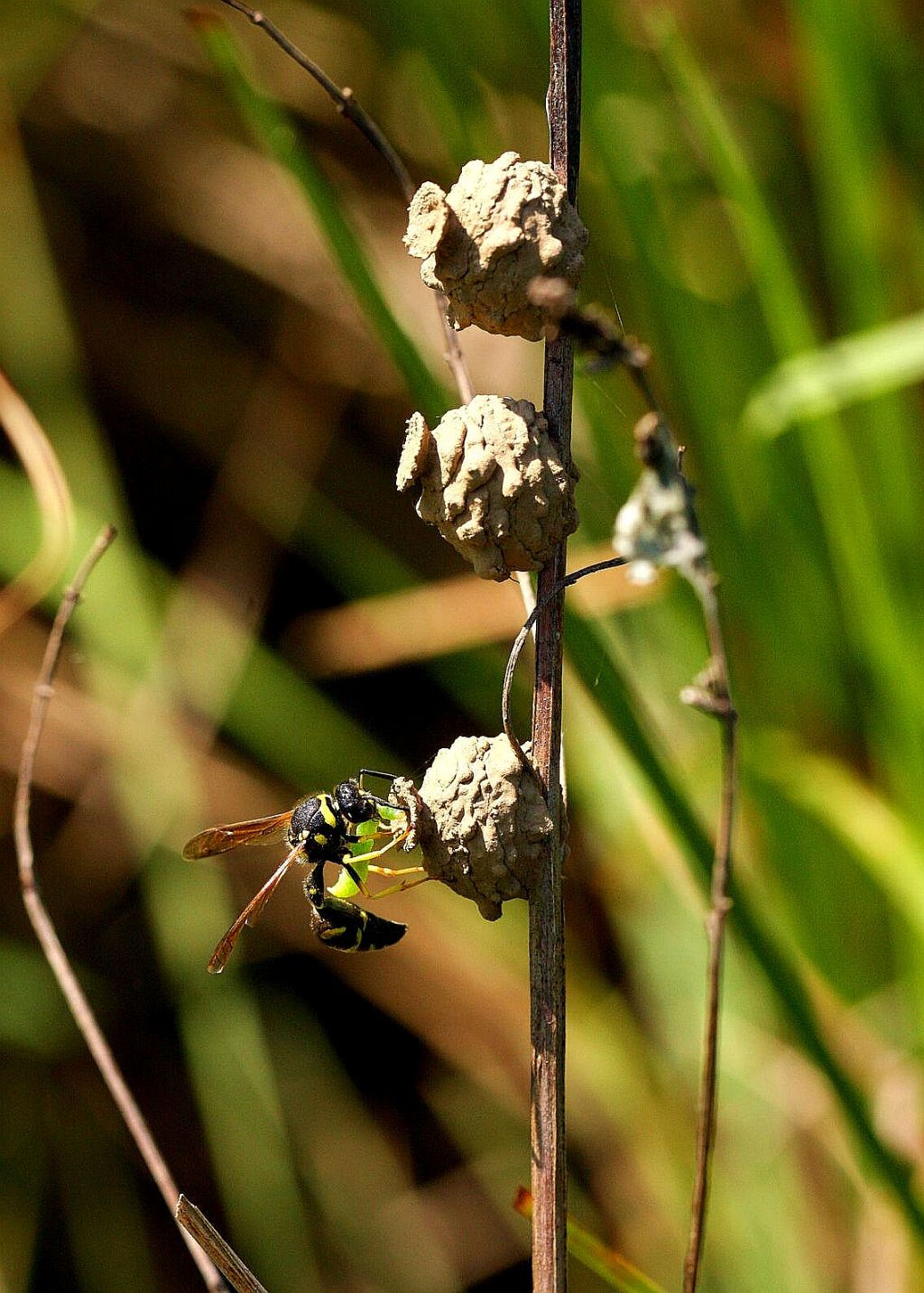 Vespa vasaia: femmina di Eumenes sp.